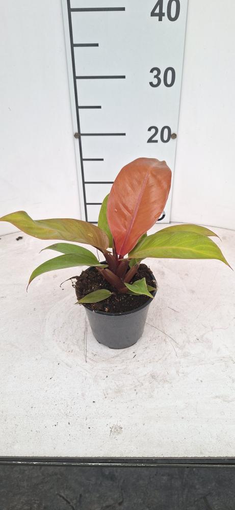 PHILODENDRON PRINCE OF ORANGE VP12