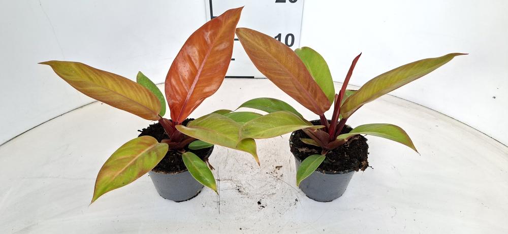 PHILODENDRON PRINCE OF ORANGE VP12