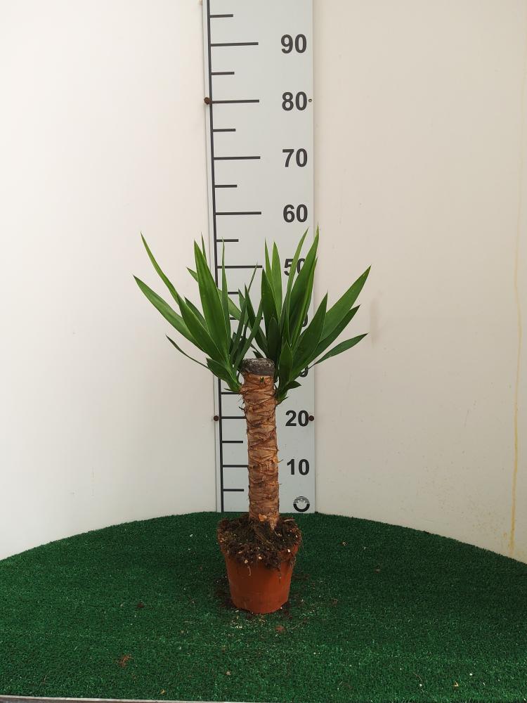 YUCCA H30 VP12