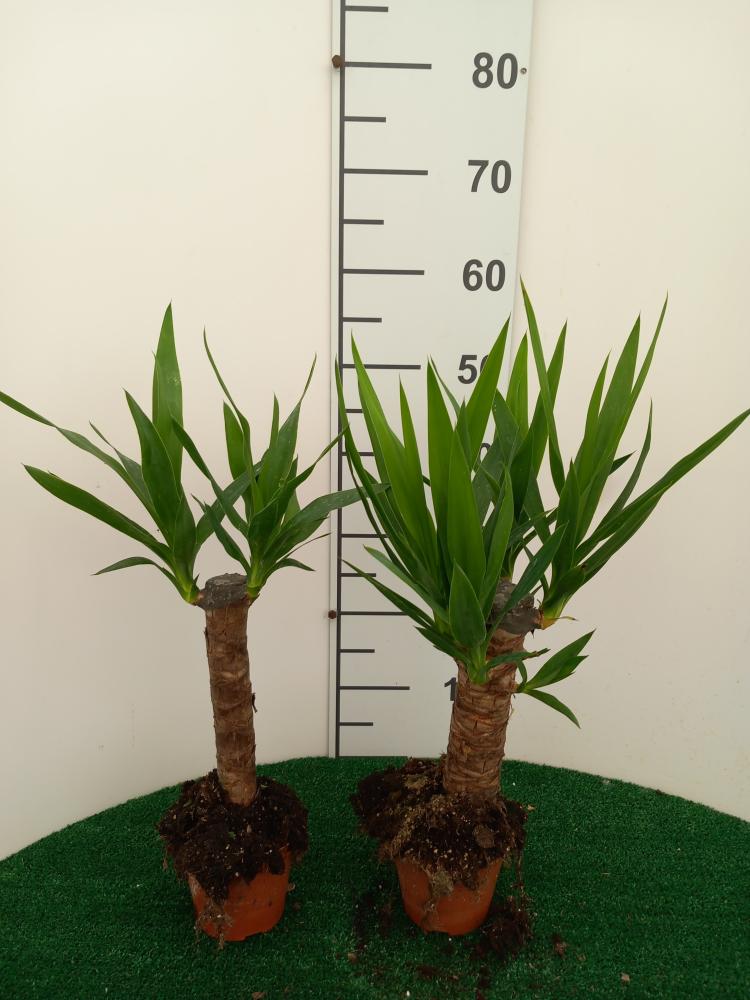 YUCCA H30 VP12