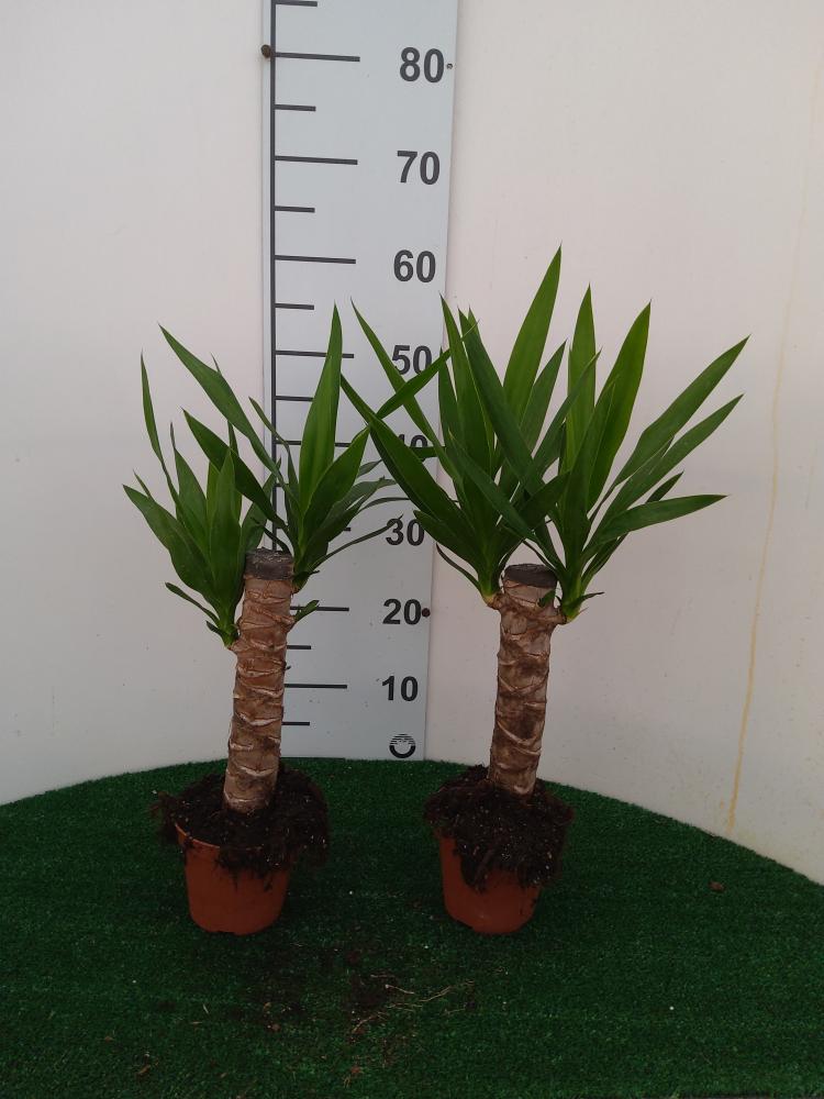 YUCCA H30 VP12