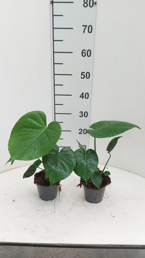 MONSTERA DELICIOSA VP12