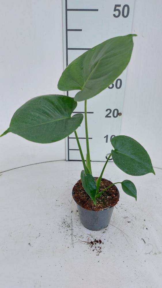 MONSTERA DELICIOSA VP12
