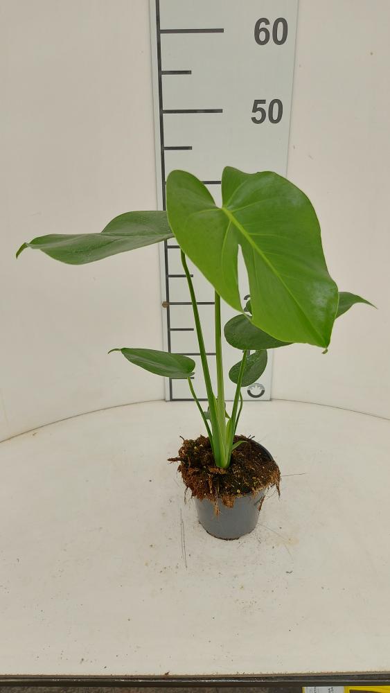 MONSTERA DELICIOSA VP12