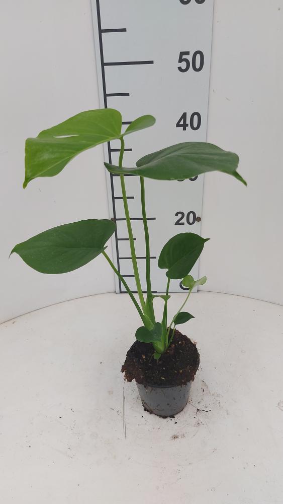 MONSTERA DELICIOSA VP12