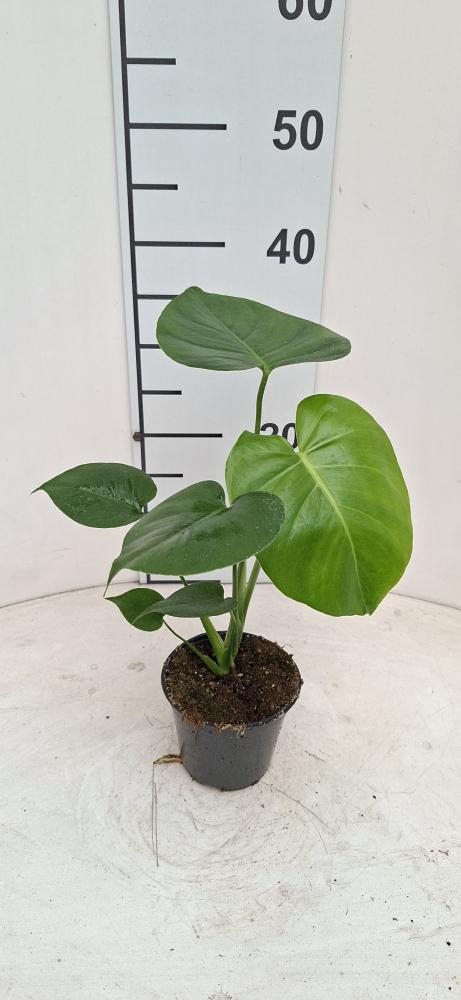 MONSTERA DELICIOSA VP12