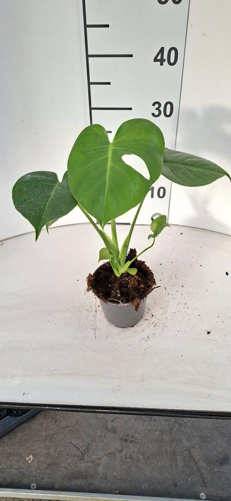 MONSTERA DELICIOSA VP12