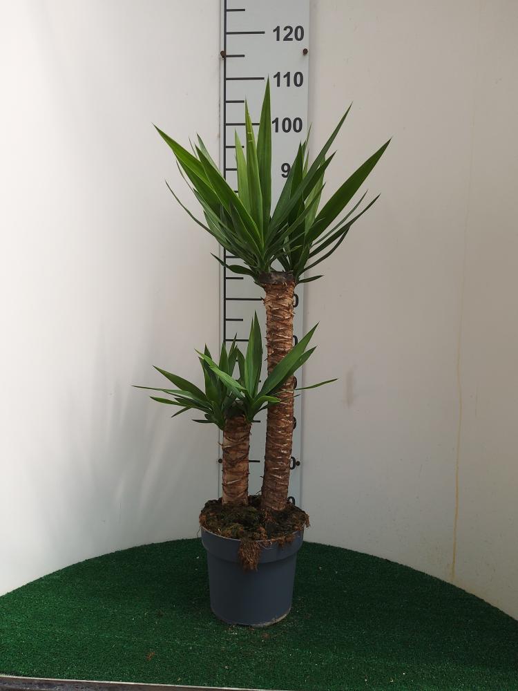 YUCCA H60/30 VP21