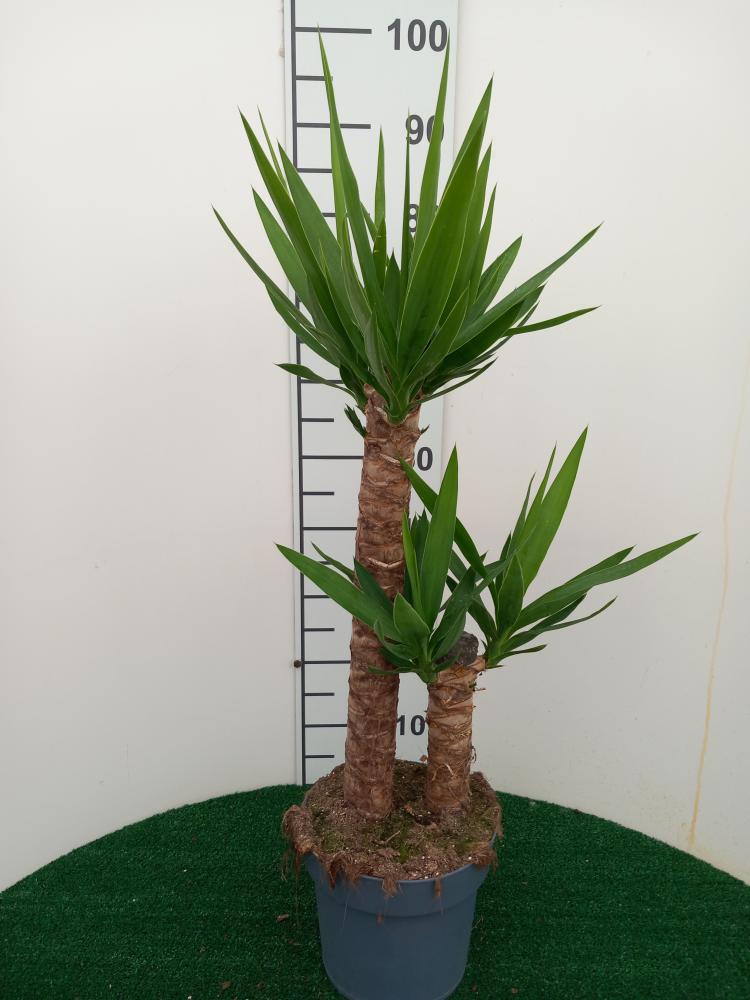 YUCCA H60/30 VP21