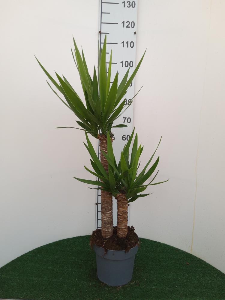 YUCCA H60/30 VP21