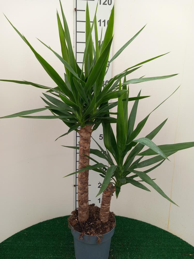 YUCCA H60/30 VP21