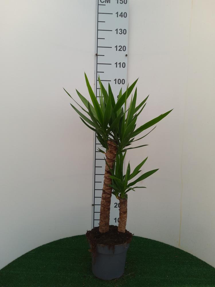 YUCCA H60/30 VP21