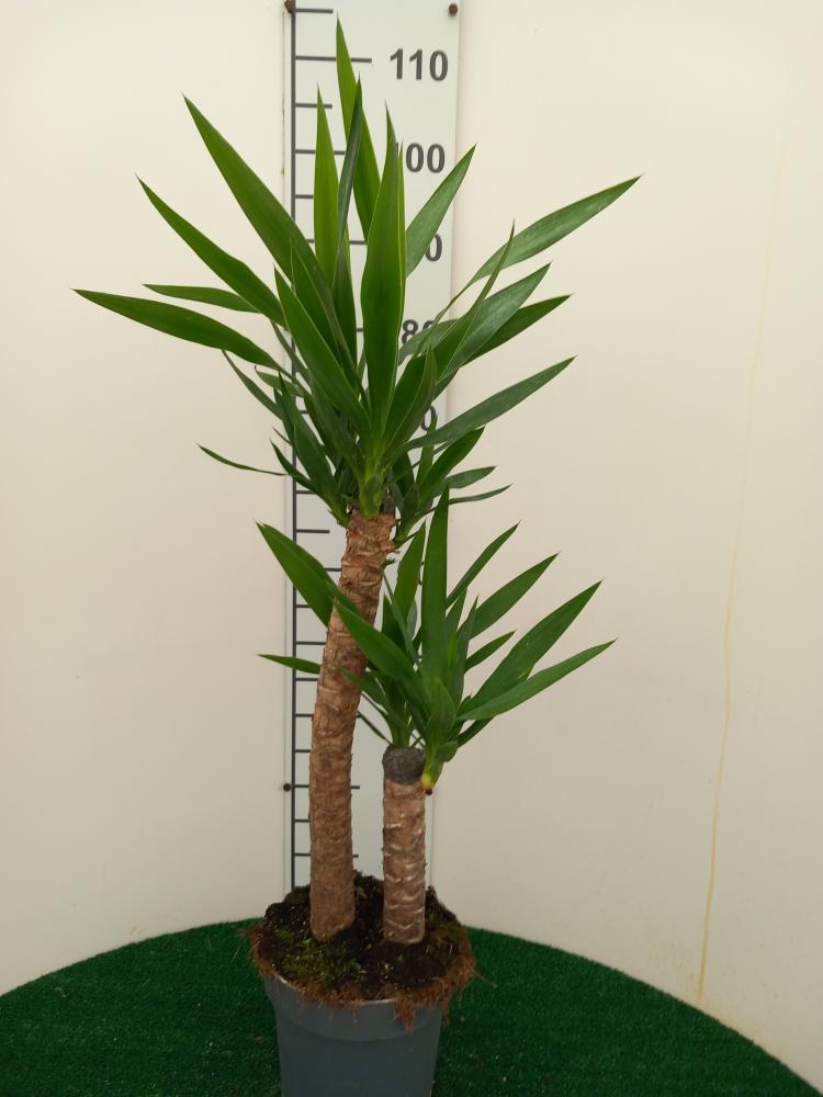 YUCCA H60/30 VP21