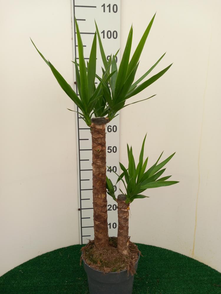 YUCCA H60/30 VP21