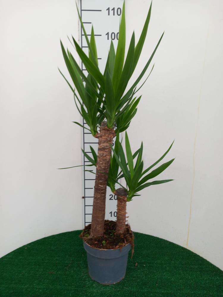 YUCCA H60/30 VP21
