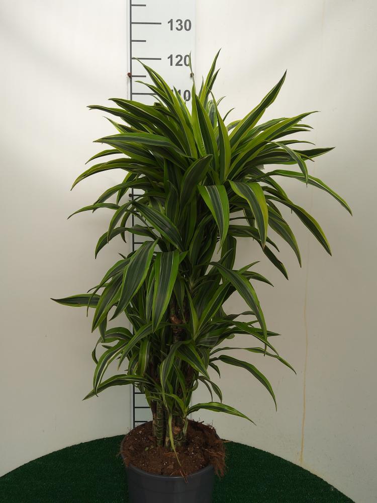 DRACAENA LEMON MULTI BRANCH H80 VP24
