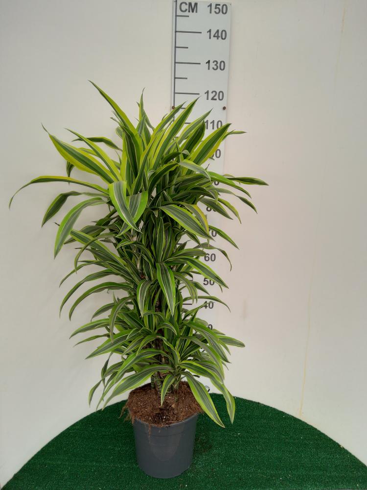 DRACAENA LEMON MULTI BRANCH H80 VP24
