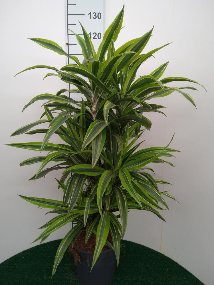 DRACAENA LEMON MULTI BRANCH H80 VP24