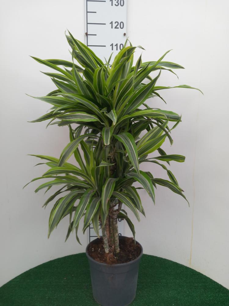 DRACAENA LEMON MULTI BRANCH H80 VP24