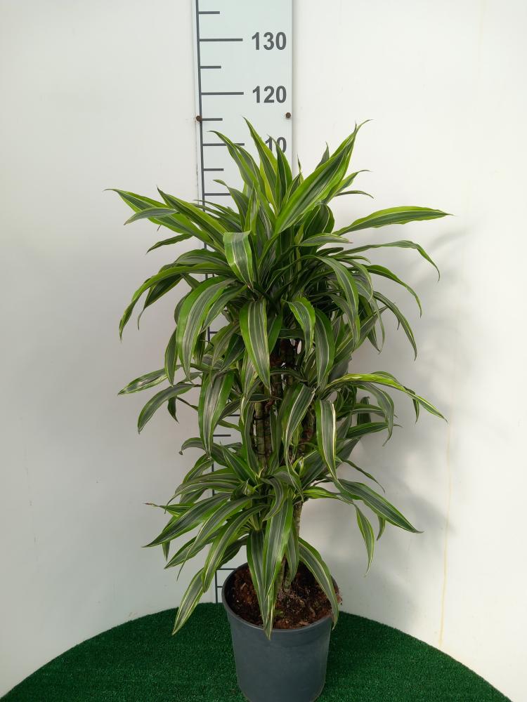 DRACAENA LEMON MULTI BRANCH H80 VP24