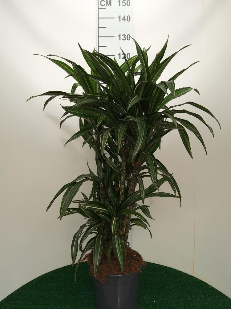 DRACAENA ULISES MULTI BRANCH VP24 H80