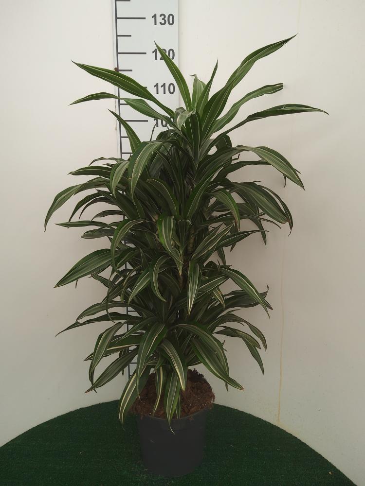 DRACAENA ULISES MULTI BRANCH VP24 H80