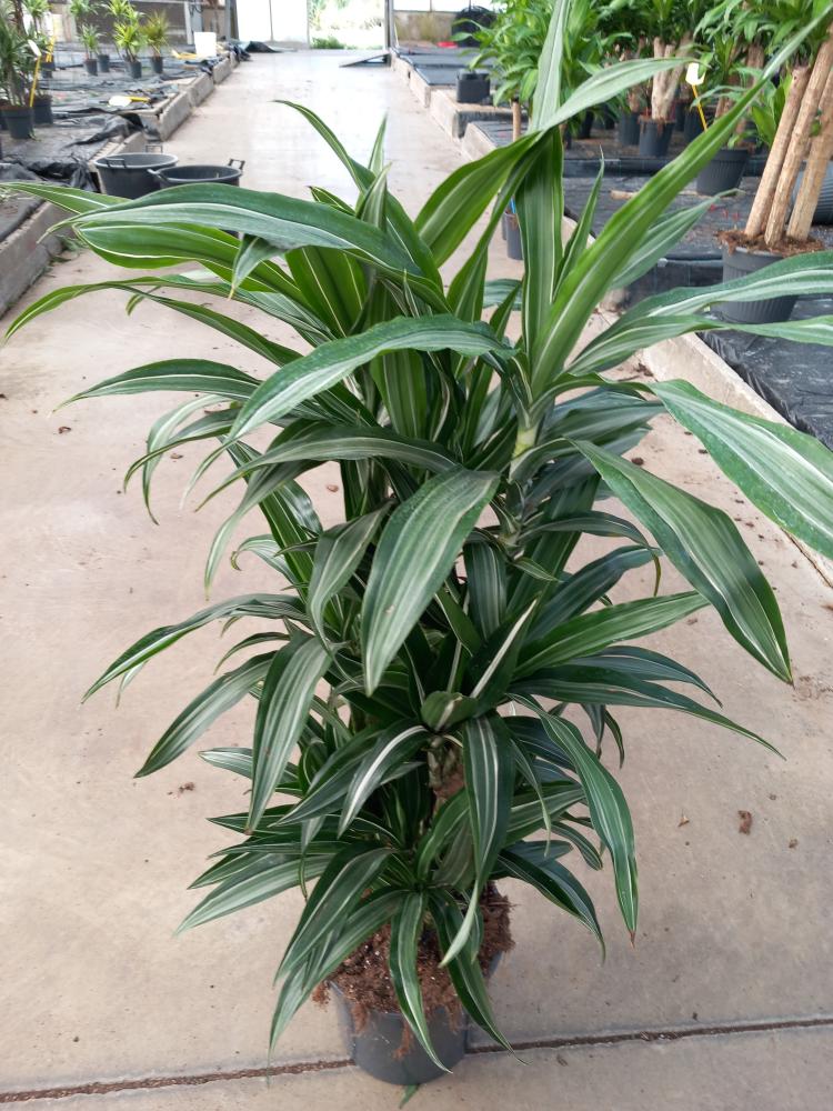 DRACAENA ULISES MULTI BRANCH VP24 H80