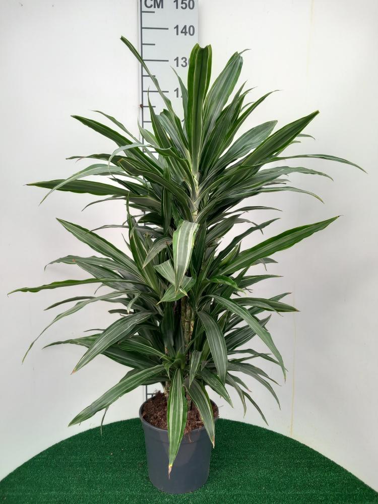 DRACAENA ULISES MULTI BRANCH VP24 H80