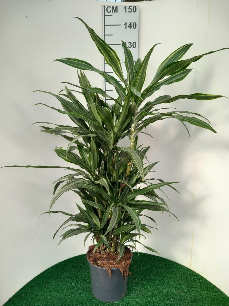 DRACAENA ULISES MULTI BRANCH VP24 H80