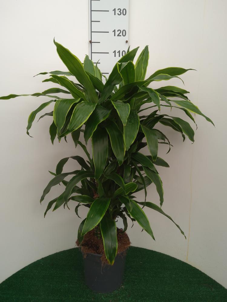 DRACAENA GREEN MULTI BRANCH H80 VP24