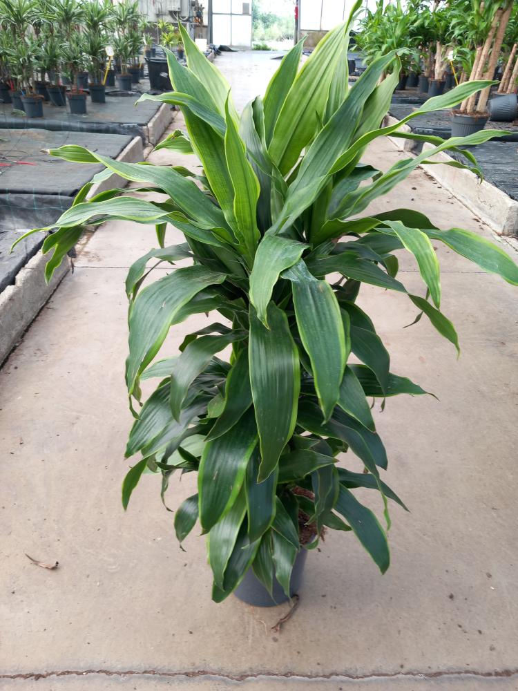 DRACAENA GREEN MULTI BRANCH H80 VP24