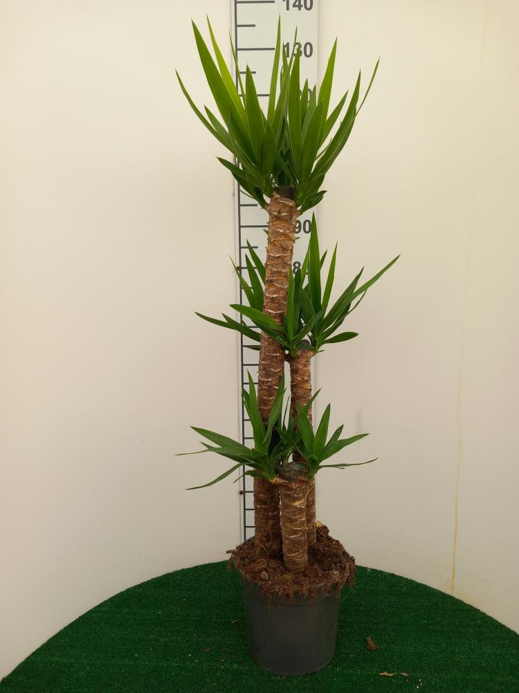 YUCCA H90/60/30 VP24