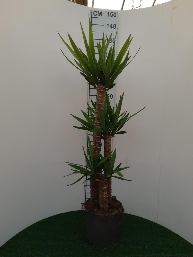 YUCCA H90/60/30 VP24