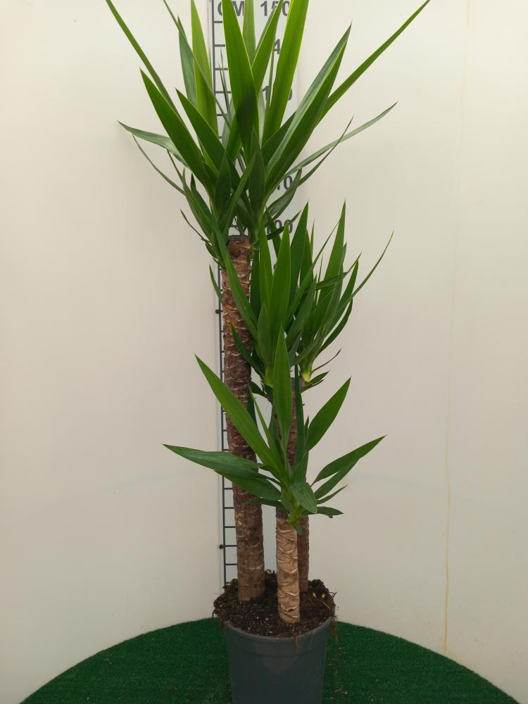YUCCA H90/60/30 VP24