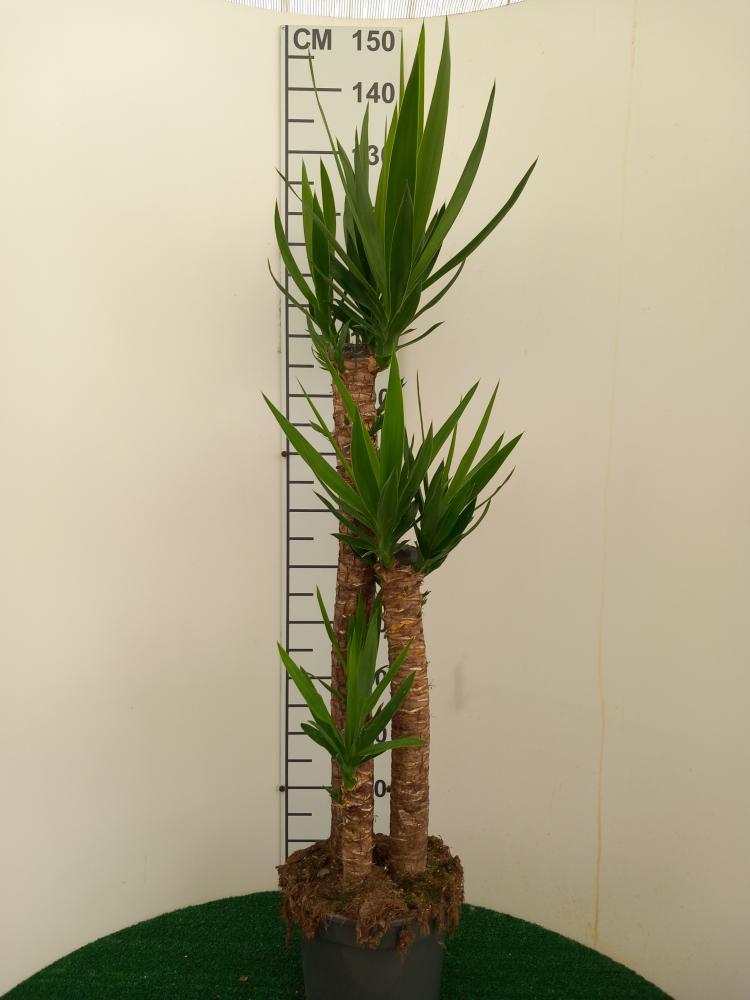 YUCCA H90/60/30 VP24