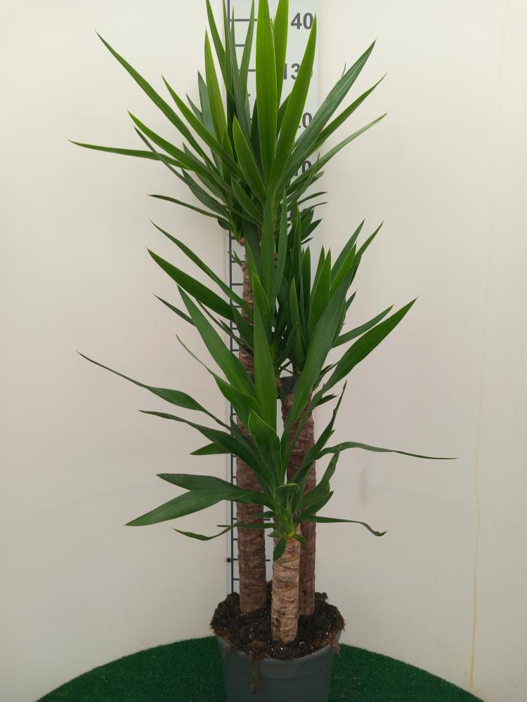 YUCCA H90/60/30 VP24