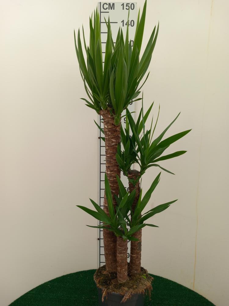 YUCCA H90/60/30 VP24