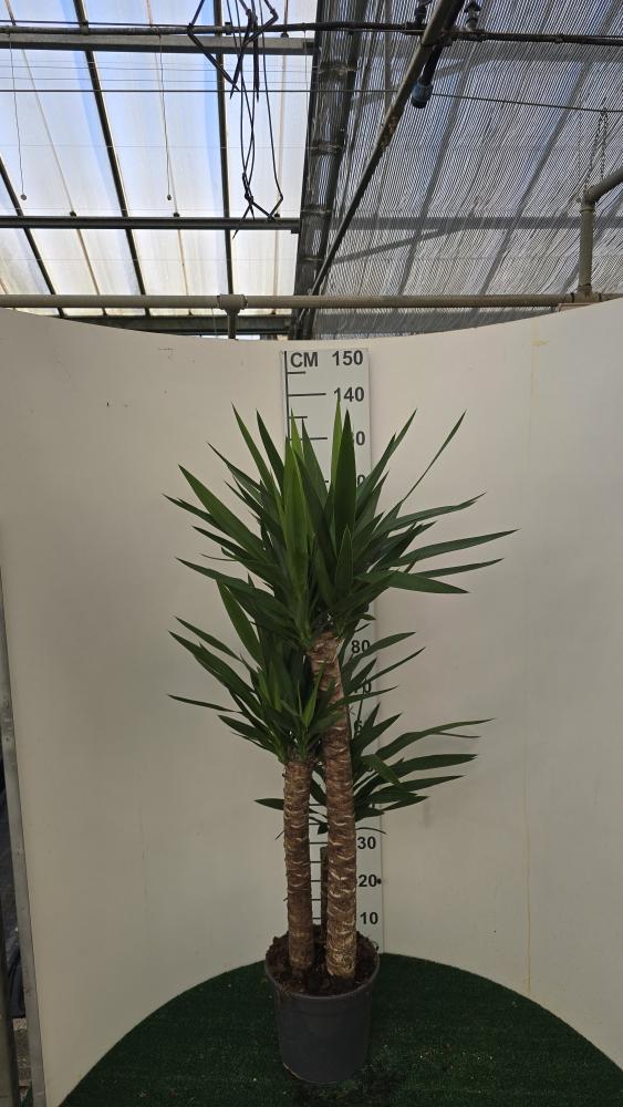 YUCCA H90/60/30 VP24