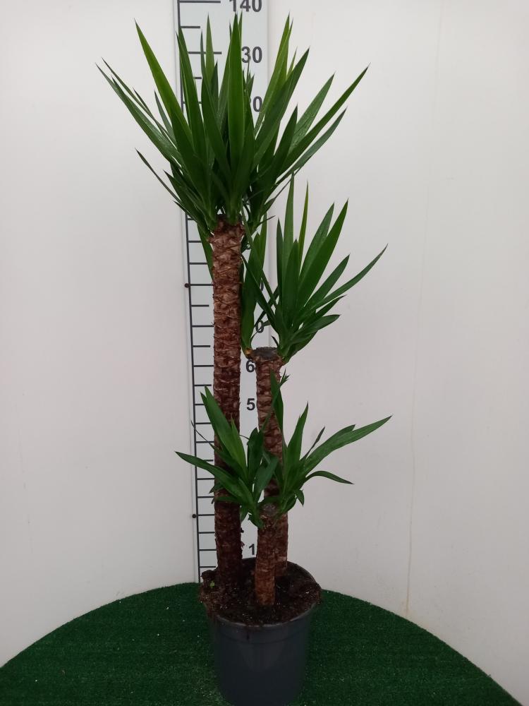 YUCCA H90/60/30 VP24