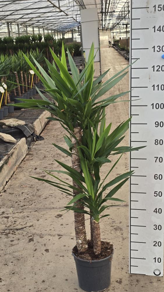 YUCCA H90/60/30 VP24