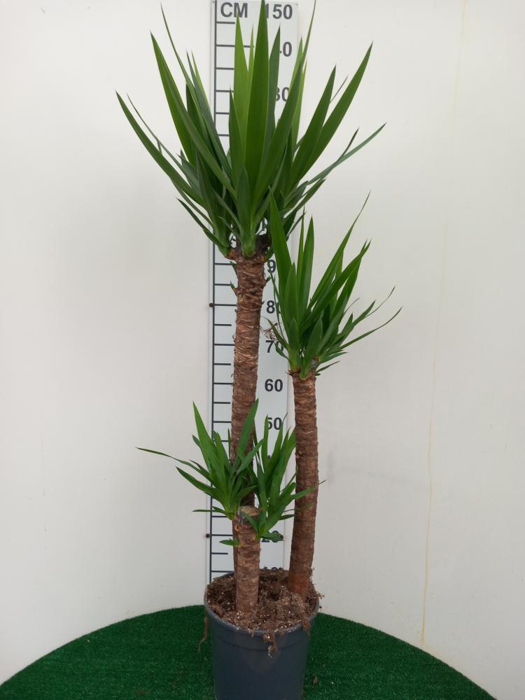 YUCCA H90/60/30 VP24