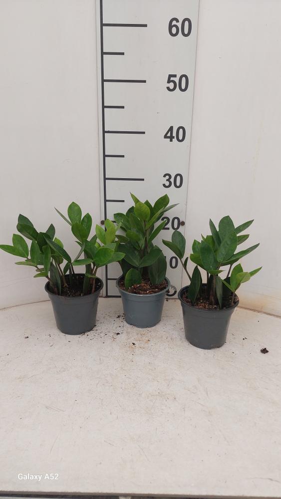 ZAMIOCULCAS VP12