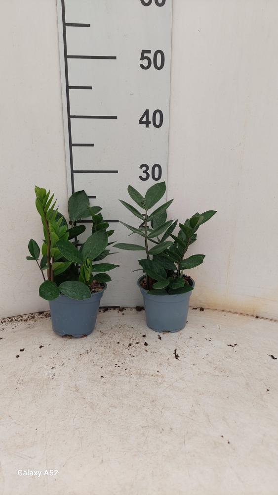 ZAMIOCULCAS VP12