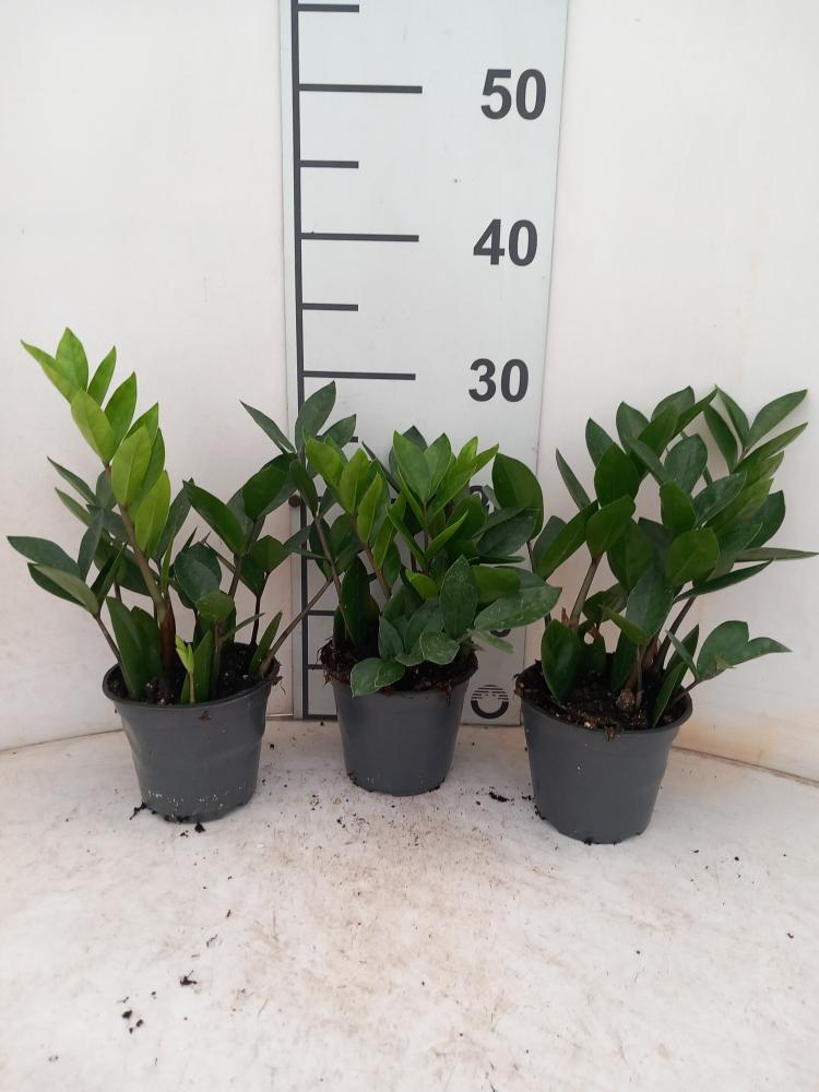 ZAMIOCULCAS VP12