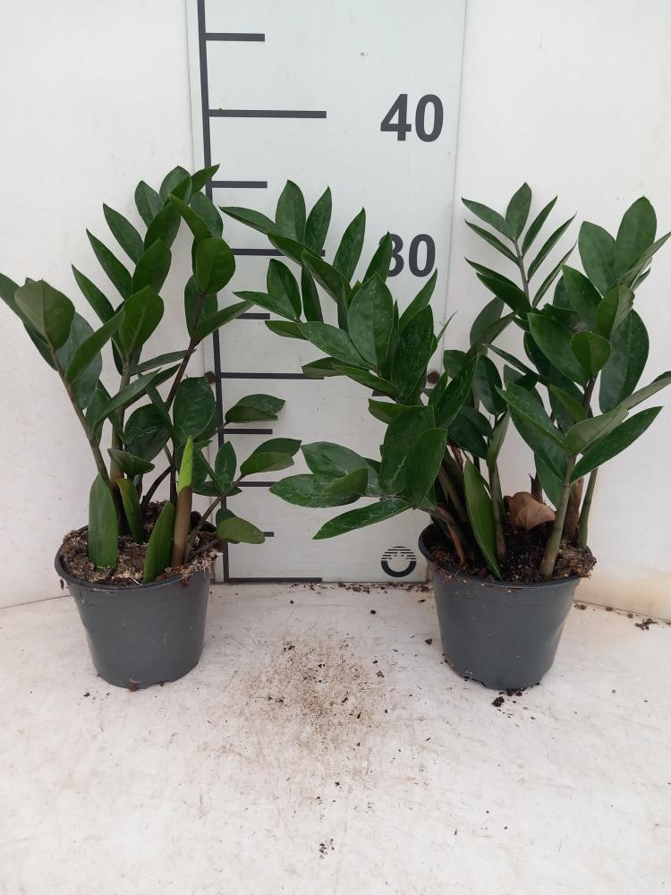 ZAMIOCULCAS VP12