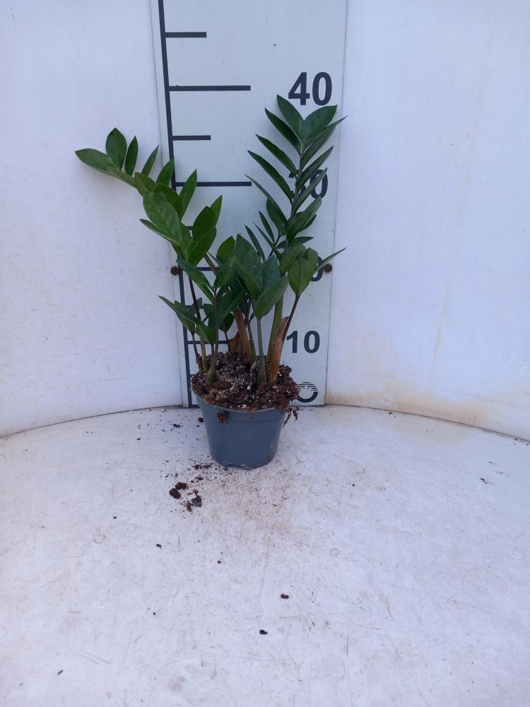 ZAMIOCULCAS VP12