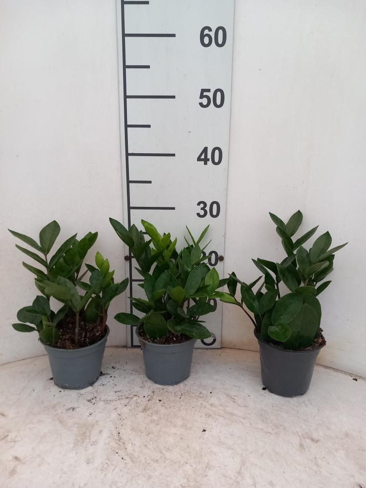 ZAMIOCULCAS VP12