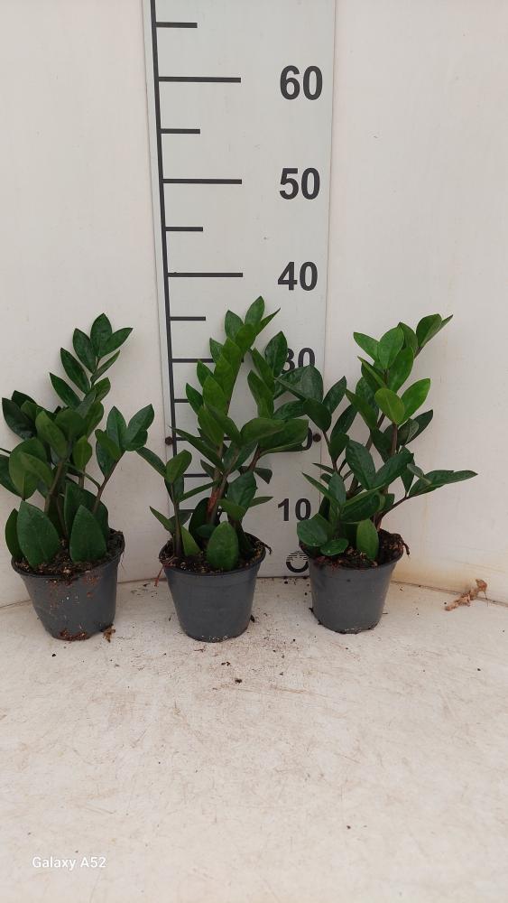 ZAMIOCULCAS VP12
