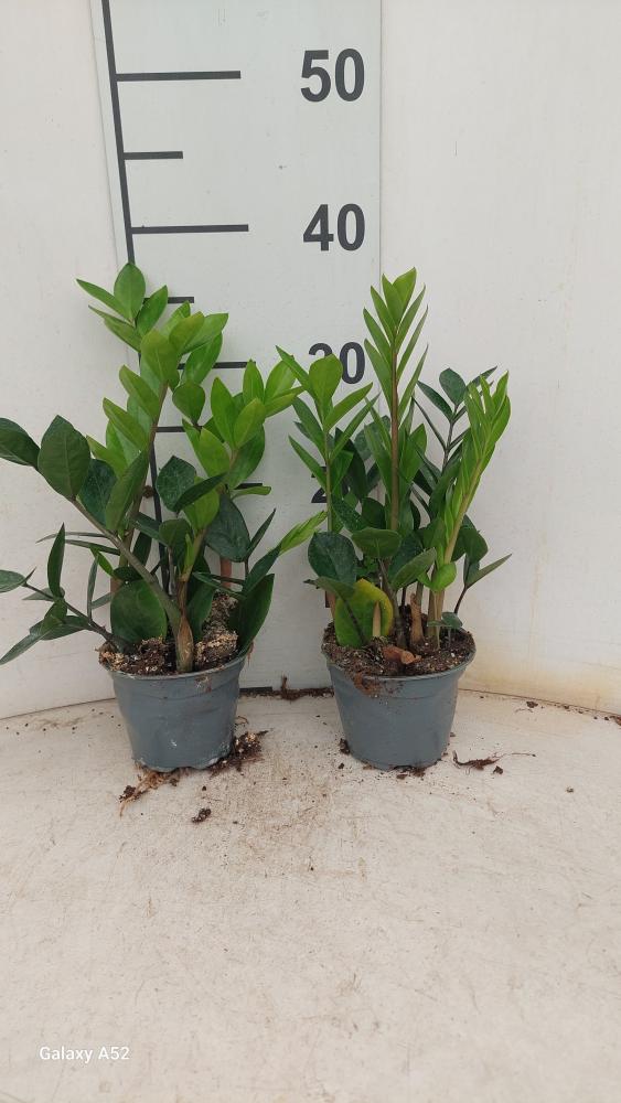 ZAMIOCULCAS VP12