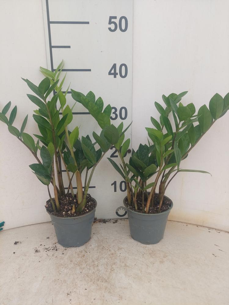 ZAMIOCULCAS VP12